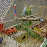 مرغ عشق ریبو