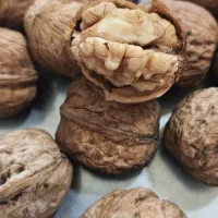 گردو کوهسرخ کلی