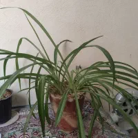 تعدادی گلدان و گل