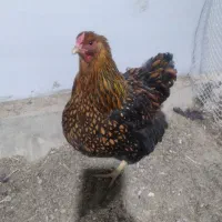 تخم ویاندونت
