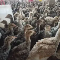 فروش نیمچه مرغ و بوقلمو 1تا ۳ماهه