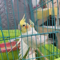 جفت عروس هلندی مولد