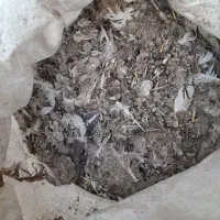 زیل یاکود کبوتر