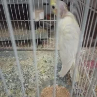 دو عدد عروس هلندی|پرنده|جیرفت, |دیوار