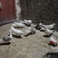 ۹عدد کبوتر خوب یکیشون طوقیه
