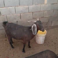 بز پاکستانی|حیوانات مزرعه|شهرضا, |دیوار