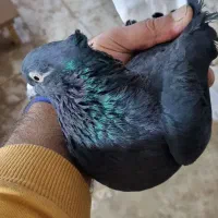 زاغ دم سفیدکاکلی|پرنده|بهارستان, |دیوار