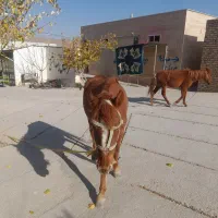 مادیان جوان|اسب و تجهیزات اسب‌سواری|آشخانه, |دیوار