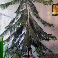 گل طبیعی|گل و گیاه طبیعی|ملایر, |دیوار