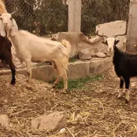 بز جوان دونه ۱۱۵۰۰بیگ دونه ۴توان میش چاق ۱۴