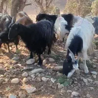 تعداد ۱۱راس بز داشتی تی بز و جوان|حیوانات مزرعه|خرم‌آباد, |دیوار
