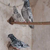 کبوتر