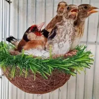 ۱۵ عدد سهره