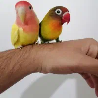 کوتوله دستی