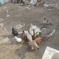 غاز و مرغ محلی