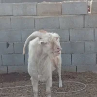 نربزسانن یک ساله