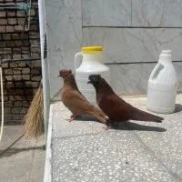 کبوتر