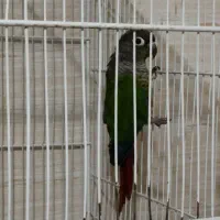 پرنده|پرنده|اسفراین, |دیوار