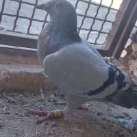 ۱۸عدد فروشی