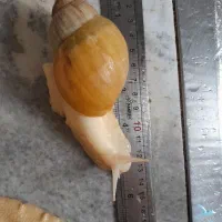 حلزون آچاتینا آلبینو|خزنده|تهران, شهرک محلاتی|دیوار