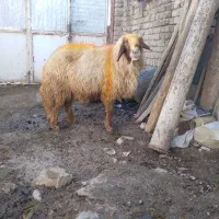 قوچ سنجابی|حیوانات مزرعه|ماهیدشت, |دیوار