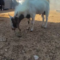 پازن گلابی مخصوص گله وقصابی|حیوانات مزرعه|بندر گناوه, |دیوار