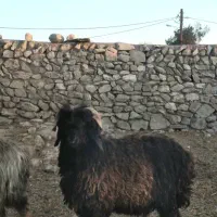 بره شاخی رگدار