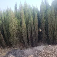 سرو ناز شیراز