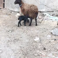 میش و بره هترو