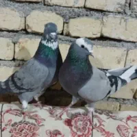 کبوتر|پرنده|فامنین, |دیوار