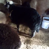 بره نرداشتی|حیوانات مزرعه|فارسان, |دیوار