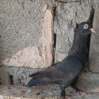 کبوتر سفید وزاغ وزرد|پرنده|میناب, |دیوار