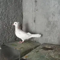 سرور|پرنده|اردکان, |دیوار