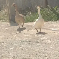 غوغاز نر ماده