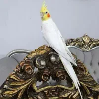 عروس هلندی نر