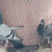 کفتر مسافتی