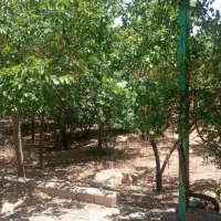 باغ نهضت آباد خوش جا|فروش دفتر صنعتی، کشاورزی، تجاری|نجف‌آباد, حومه نجف آباد|دیوار