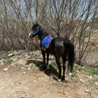 اسب اصیل کوردی|اسب و تجهیزات اسب‌سواری|سیلوانه, |دیوار