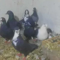کبوتر
