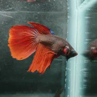 حراج ماهی فایتر ارزان|ماهی|اصفهان, ملک‌شهر|دیوار