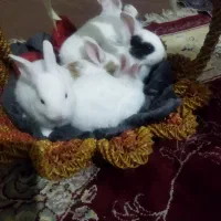 بچه خرگوش