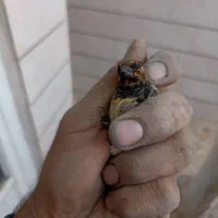 سهره گلبسر قناری|پرنده|خمینی‌شهر, |دیوار