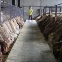 کارگر در دامداری در زمینه پرورش گوسفند