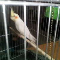 عروس هلندی نر و تخم