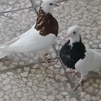 چند جفت جوجه کبوتر