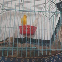 معاوضه قناری مست ماده بانر