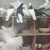 طوقی.یک جا|پرنده|لالجین, |دیوار