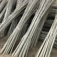 خرید مستقیم نهال جوان سـپیـدار ار نهالستان|گل و گیاه طبیعی|نورآباد, |دیوار