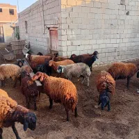 ۲۰عدد بره نر و۴عدد ماده درمیاندواب جفتی۲۸ملیون