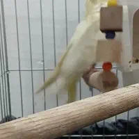 عروس هلندی نر|پرنده|رشت, رودباری|دیوار